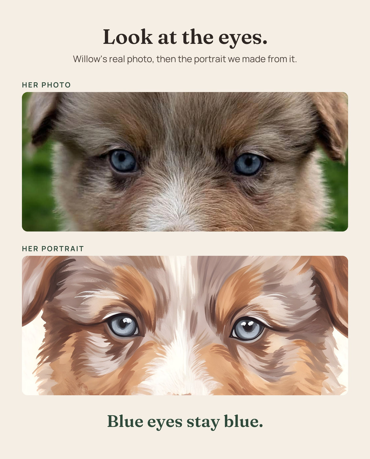 Close-ups of Willow's blue eyes: her real photo above, and the portrait we made from it below.